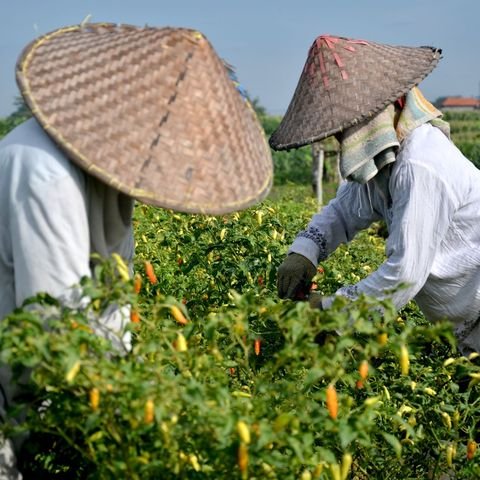 Hasil pertanian dan panen, harga per satuan